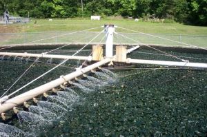 Aeration Trickling Filter