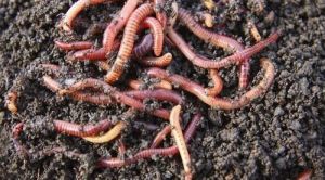 live earth worms