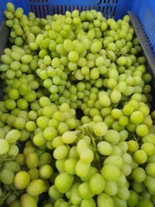 A Grade Fresh Grapes