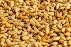 whole grain wheat