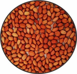 Groundnut Oil Seed
