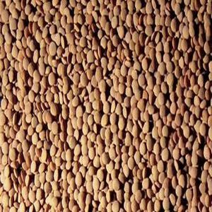 Black Masoor Dal