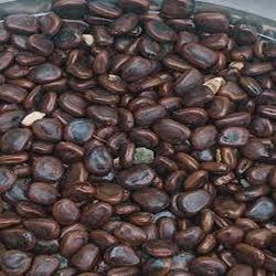 Tamarind Seeds