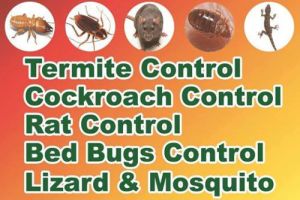 Termite Control service for house 5 years warranty