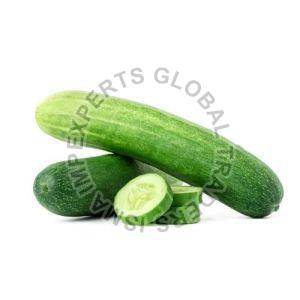 Fresh Cucumber