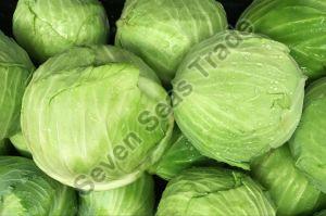 Fresh Green Cabbage