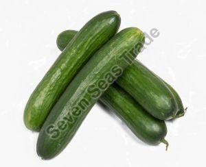 Fresh English Cucumber