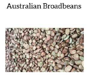 Australian Broadbeans