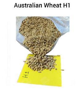 Australian Wheat H1