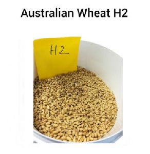 Australian Wheat H2