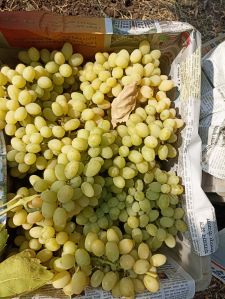 thomson grapes