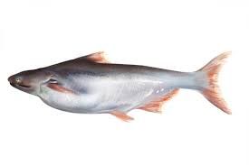 Pangasius Fish