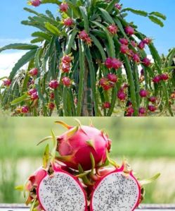 Dragon fruit