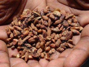 Neem Seeds