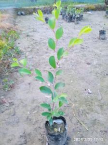 Apple bor