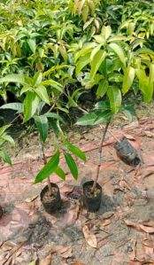 Mango Plants