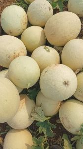 muskmelon