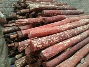 A Grade Red Sandalwood Logs