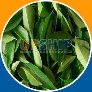 Fresh Curry Leaves