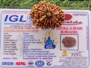 11 Mukhi Rudraksha