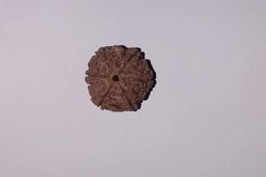 6 Mukhi Rudraksha