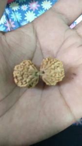 Gauri Shankar Rudraksha Beads