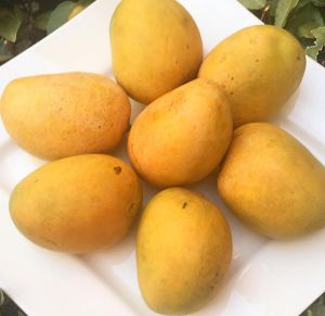 Fresh Alphonso Mangoes