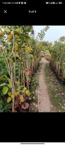 Red Sandalwood Plants