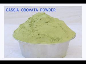 Cassia Obovata Powder