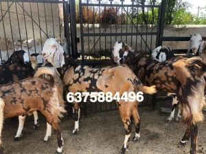 Sirohi Goat