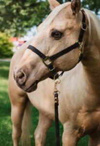 Leather Halters