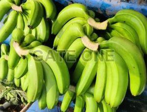 Fresh Green Banana