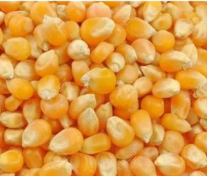 Maize Seeds