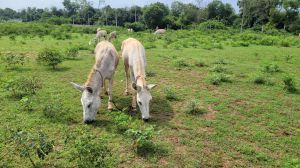 Donkey Milk Powder