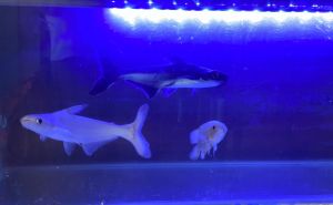 Glass Aquarium Fish Tank