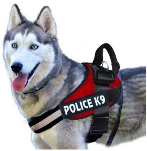 Pet Harnesses