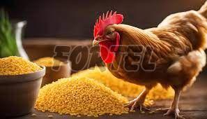 Chicken Feeds