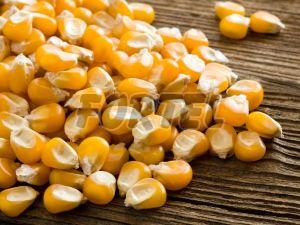 Maize Seeds