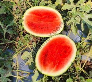 Fresh Watermelon