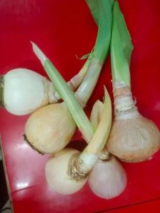 Perennial Onion Root
