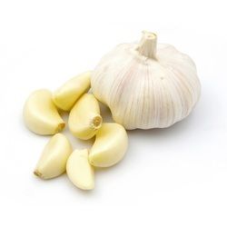 fresh garlic