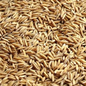 Paddy Seeds