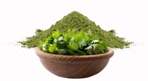 Dehydrated Coriander Leaves Powder