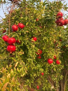 Fresh pomegranate