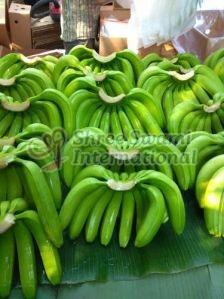 Fresh Green G9 Banana