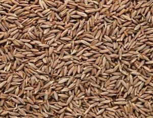 Natural Cumin Seeds