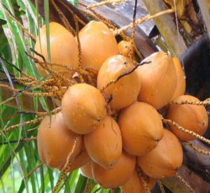 orange tender coconut
