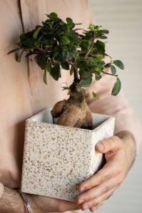 Square Flower Pot