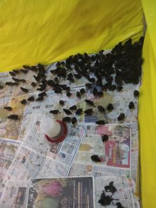 kadaknath chicks