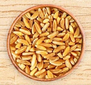 Durum Wheat Grain